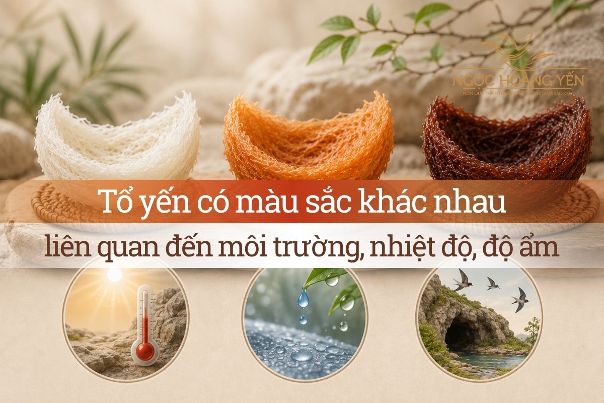 Tổ yến có màu sắc khác nhau liên quan đến môi trường, nhiệt độ, độ ẩm